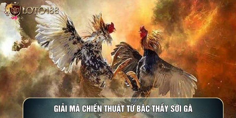 Giải mã chiến thuật từ bậc thầy sới gà Giải mã chiến thuật từ bậc thầy sới gà