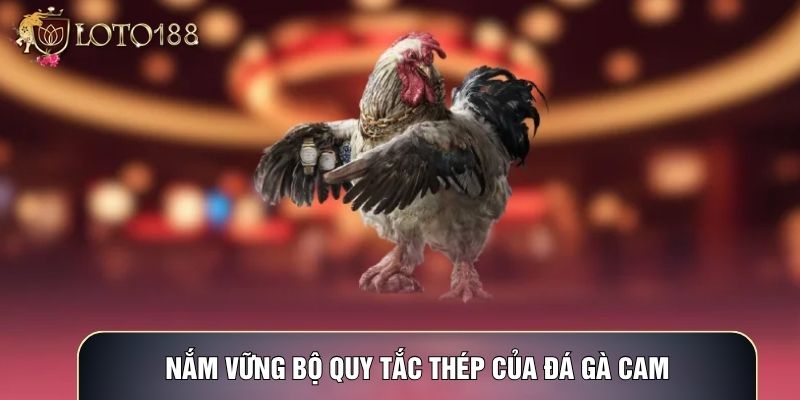Nắm vững bộ quy tắc thép của Đá gà cam Nắm vững bộ quy tắc thép của Đá gà cam