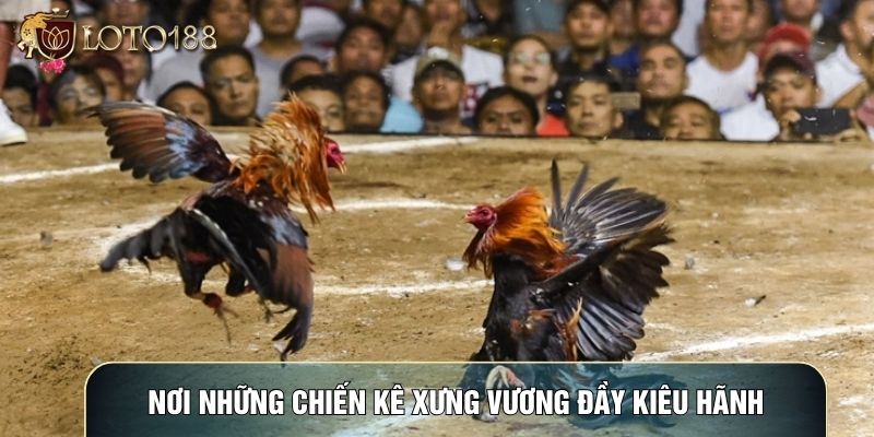 Nơi những chiến kê xưng vương đầy kiêu hãnh Nơi những chiến kê xưng vương đầy kiêu hãnh